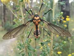 Leptotarsus imperatorius