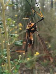 Leptotarsus imperatorius