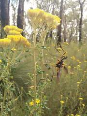 Leptotarsus imperatorius