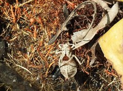 Ictinogomphus pertinax