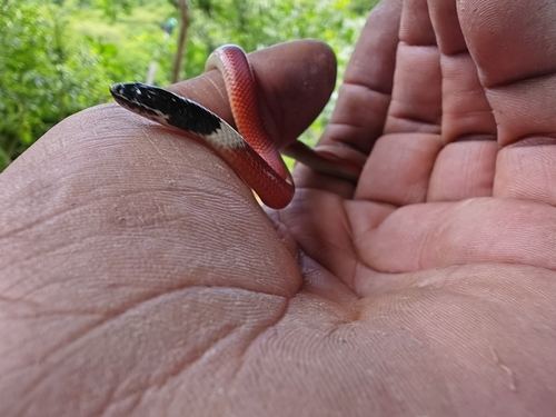 Blackhead Stripeless Snake