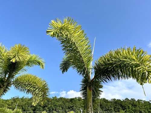 Wodyetia bifurcata