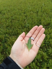 Oxybasis rubra rubra