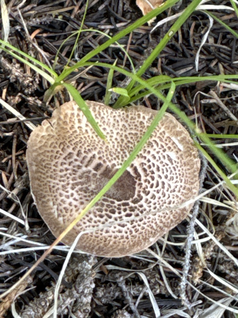 Lepiota pseudolilacea