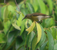 Leptocoma brasiliana