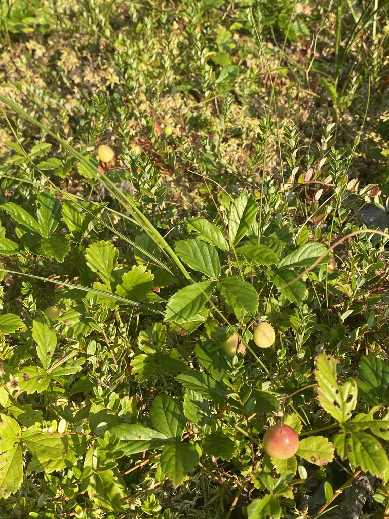 American Cranberry from Appalachian Hwy, Davis, WV, US on August 5 ...