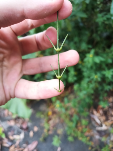 Desmoncus polyacanthos, photo 18