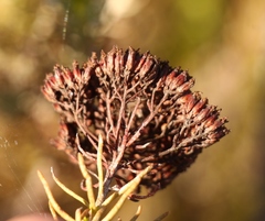 Athanasia vestita
