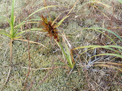 Image of Big-Head Sedge (Carex macrocephala) by no rights reserved