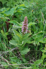 Galearis camtschatica