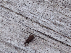 Dryophthorus americanus