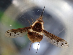 Bombylius pygmaeus