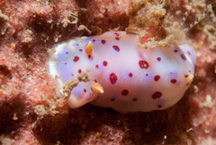 Goniobranchus thompsoni