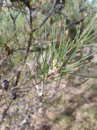 Image of Hakea actites by (c) Tony van Kampen, some rights reserved (CC BY)