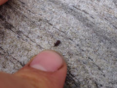 Dryophthorus americanus