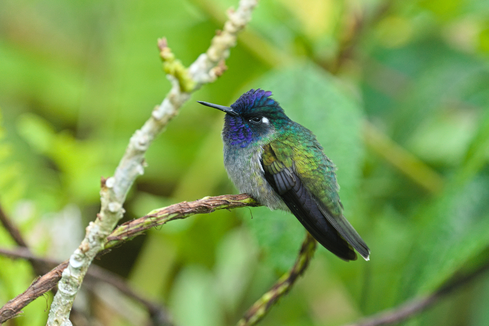 Violet-headed Hummingbird (Klais guimeti)