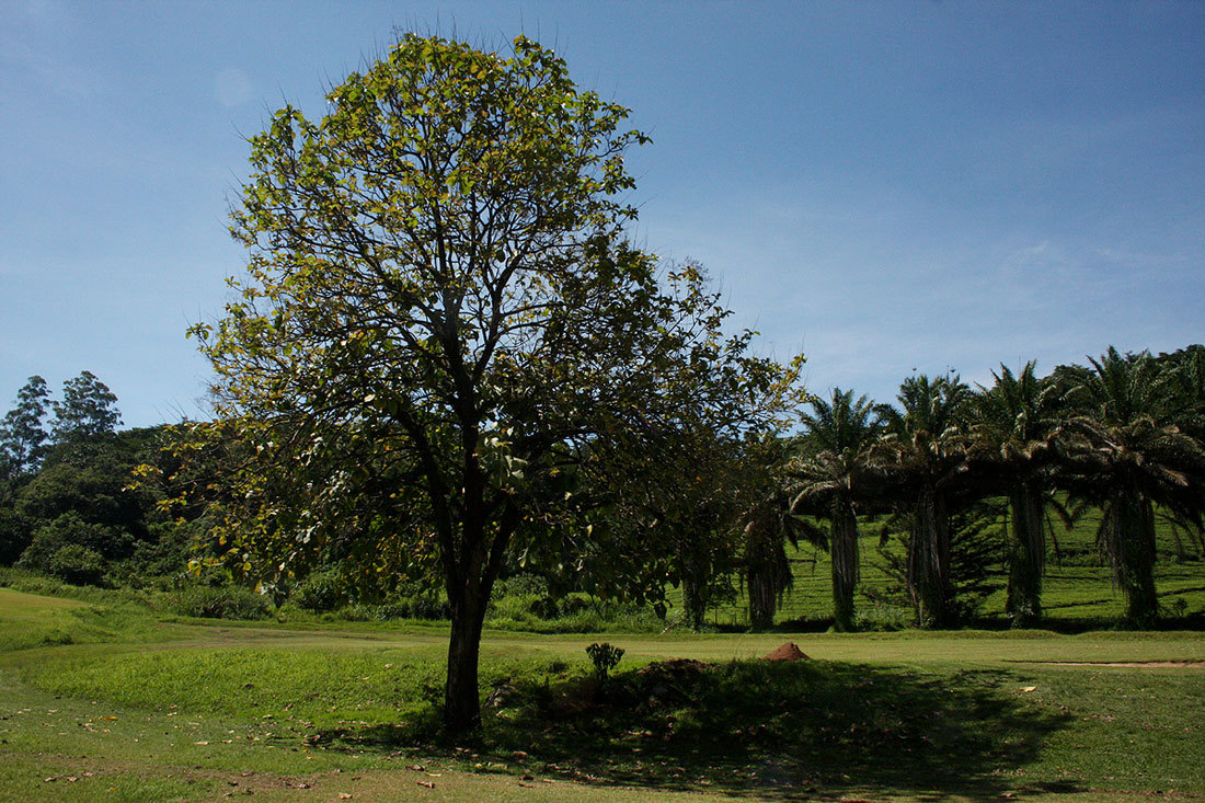 Tectona