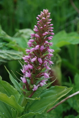 Galearis camtschatica