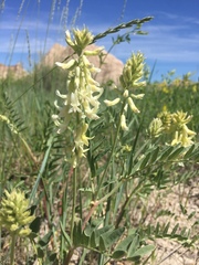 Astragalus racemosus