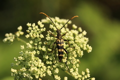 Leptura annularis