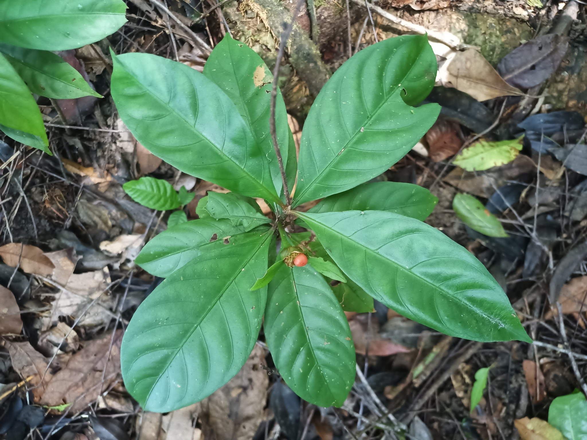 Carapichea guianensis