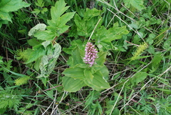 Galearis camtschatica