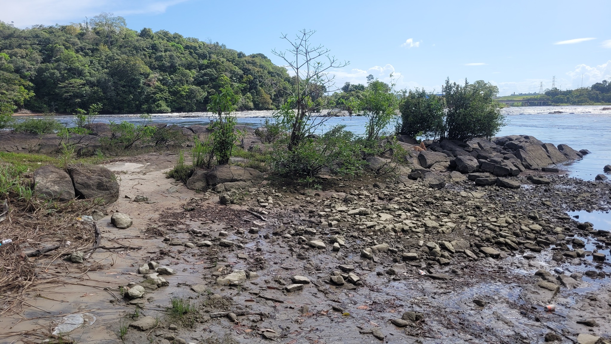 Imagem de Araçá-pera