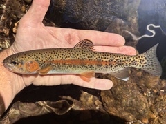 Rainbow Trout photo 4