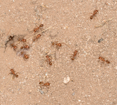 Pogonomyrmex californicus