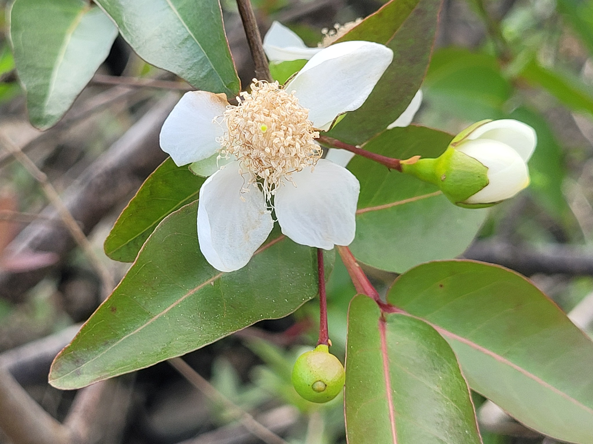 Imagem de Araçá-pera