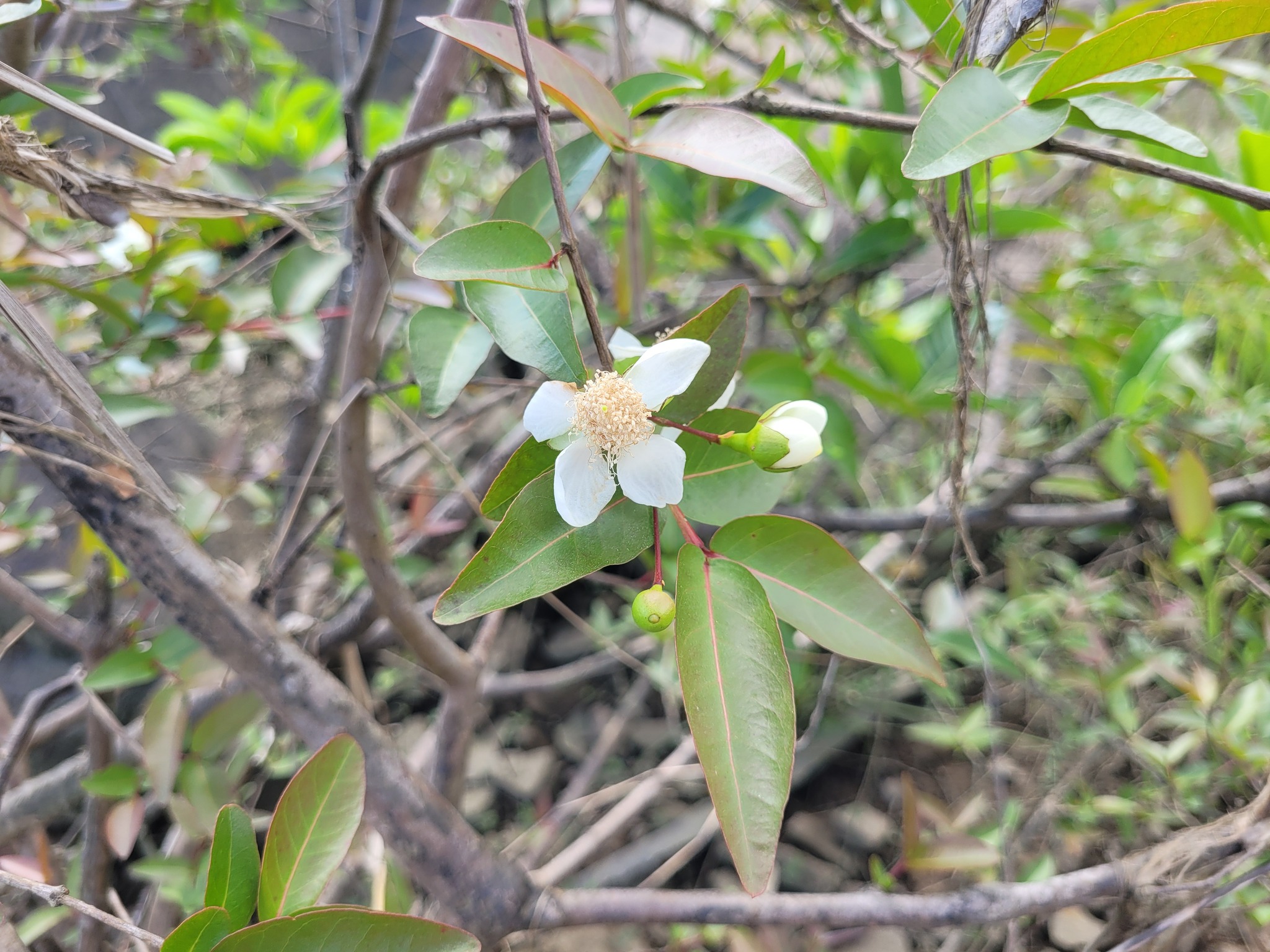 Imagem de Araçá-pera