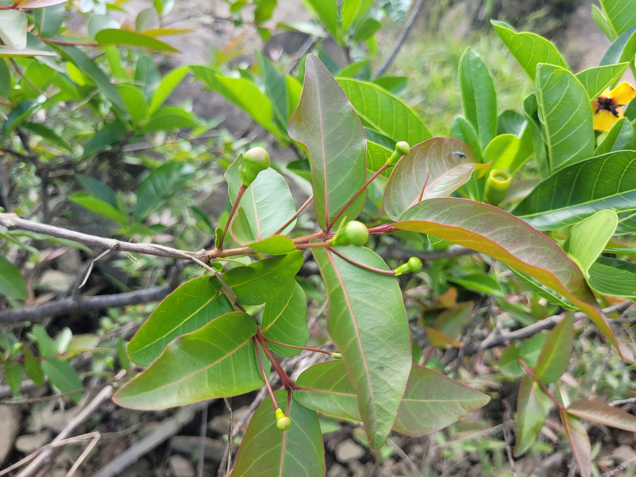 Imagem de Araçá-pera