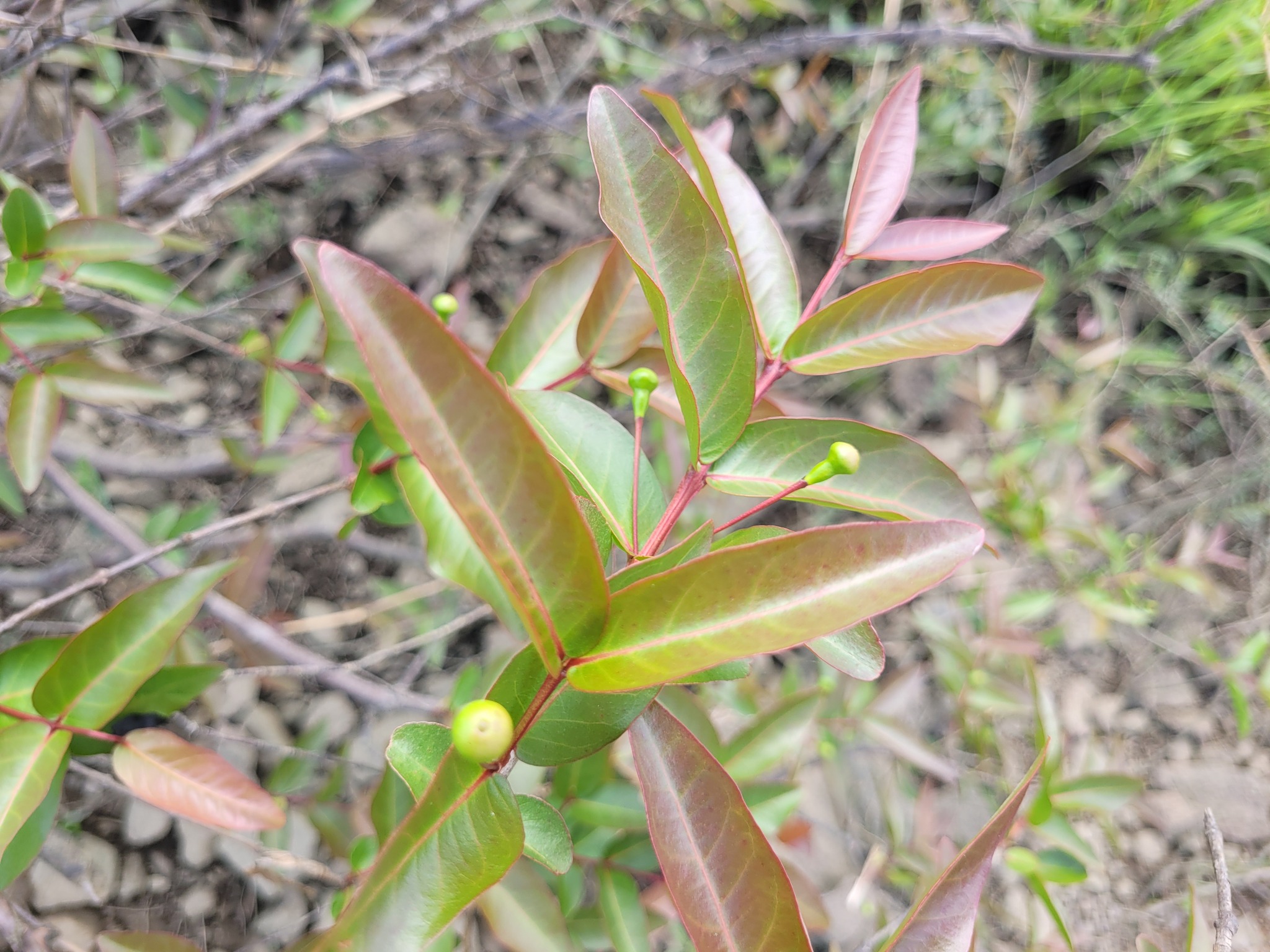 Imagem de Araçá-pera
