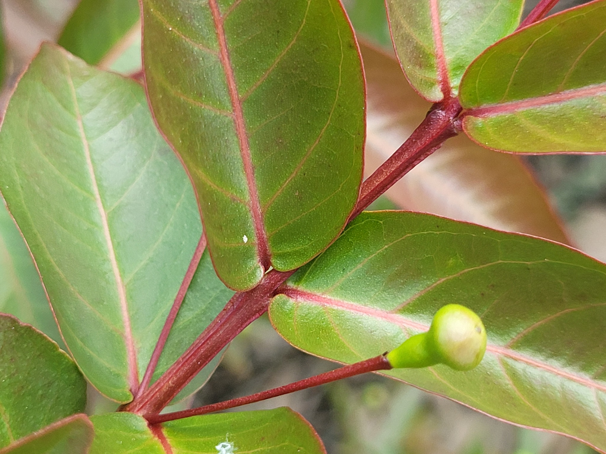 Imagem de Araçá-pera