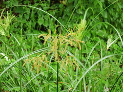 Cyperus exaltatus