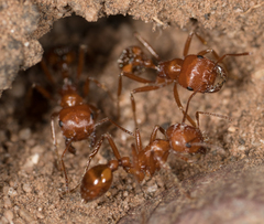 Pogonomyrmex californicus