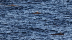 Ziphius cavirostris
