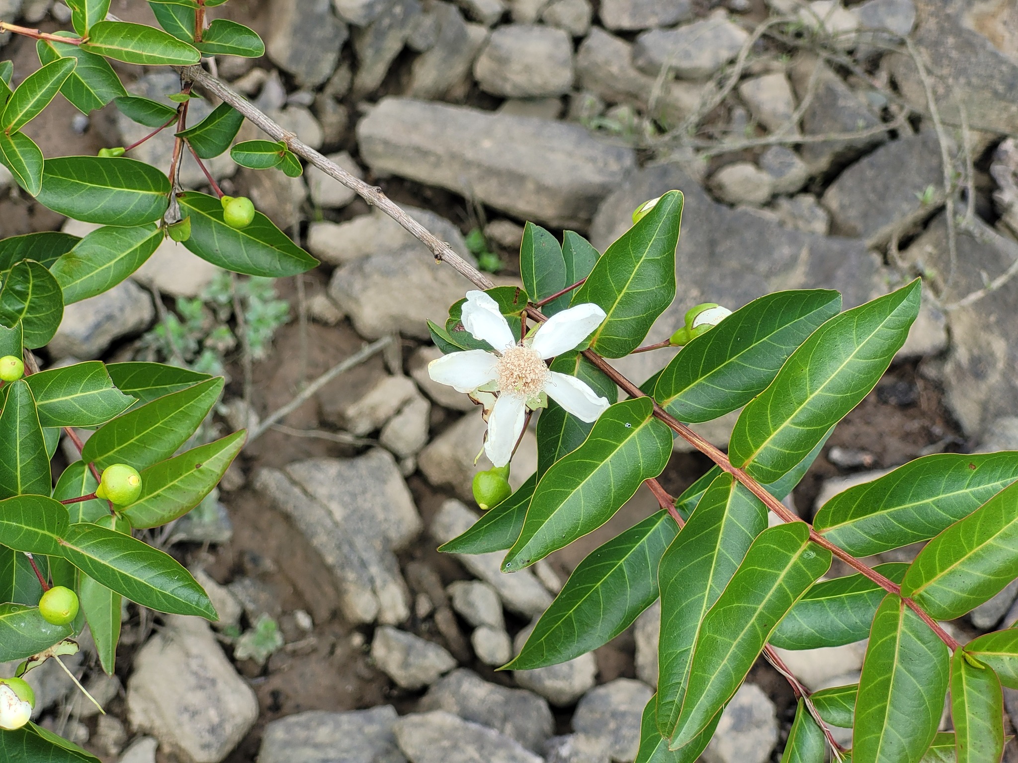 Imagem de Araçá-pera