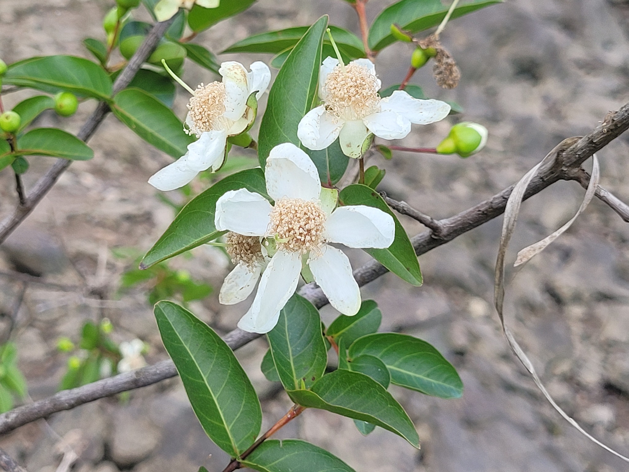 Imagem de Araçá-pera