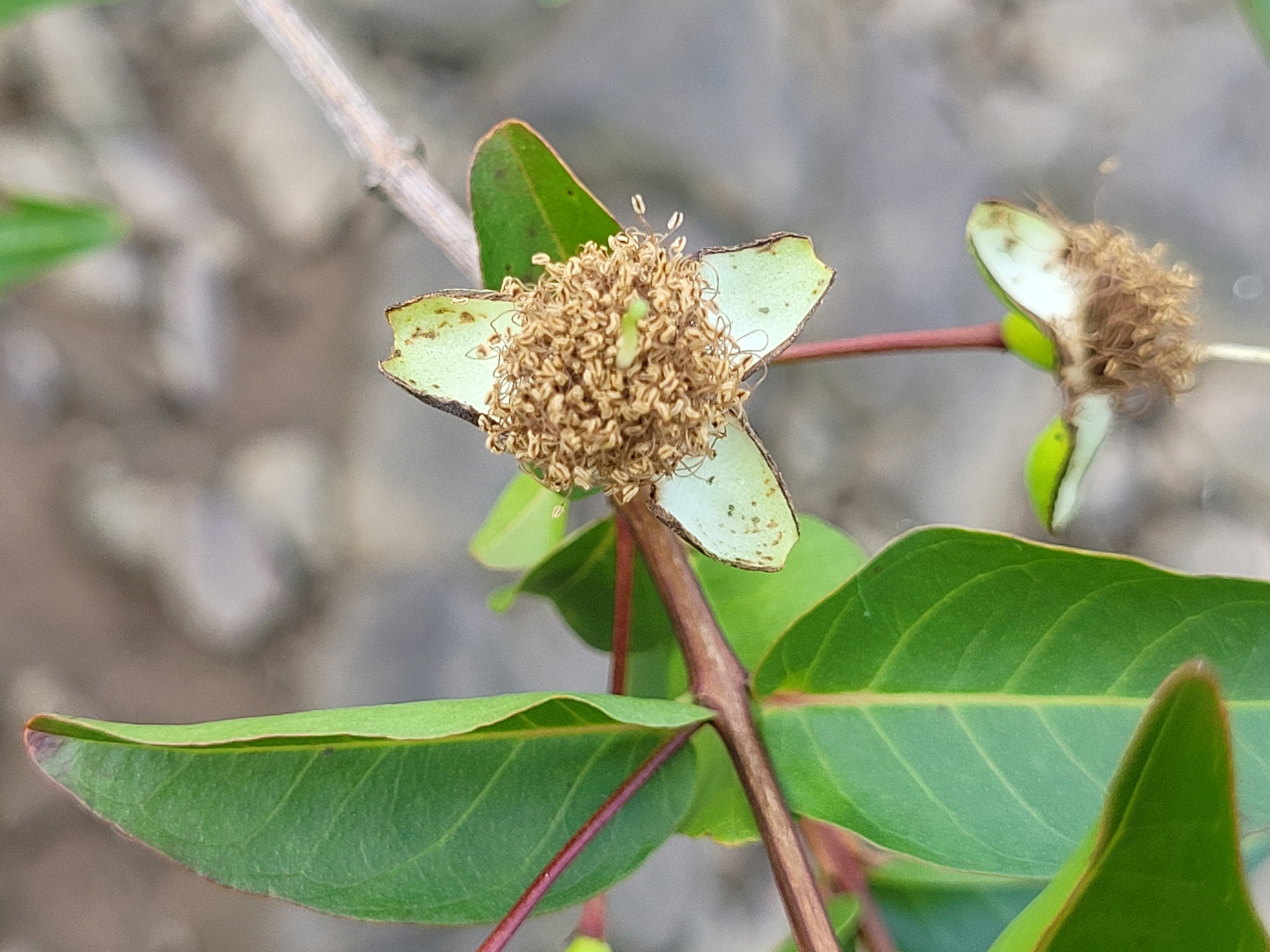 Imagem de Araçá-pera