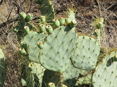 Opuntia chisosensis