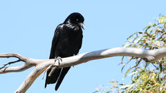 Corvus tasmanicus