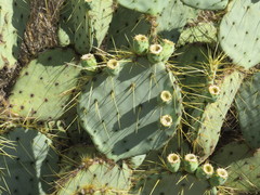 Opuntia chisosensis