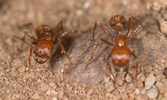 Pogonomyrmex californicus