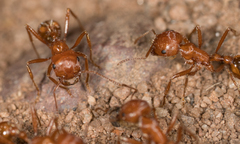 Pogonomyrmex californicus