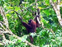 Pongo pygmaeus