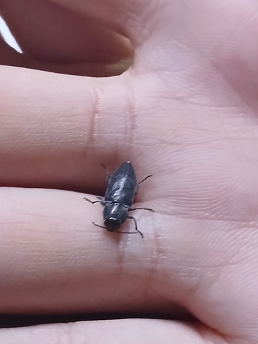 Melanophila cuspidata