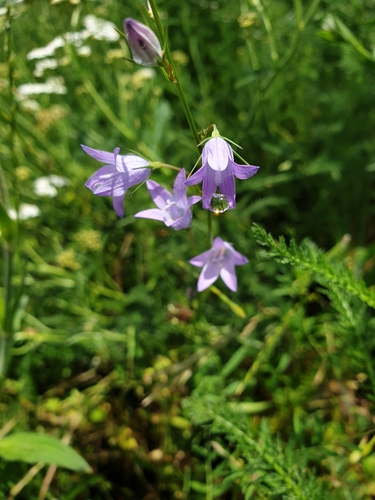 Subspecies Campanula rapunculus rapunculus · iNaturalist