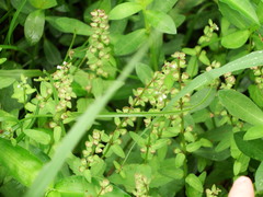 Scutellaria barbata
