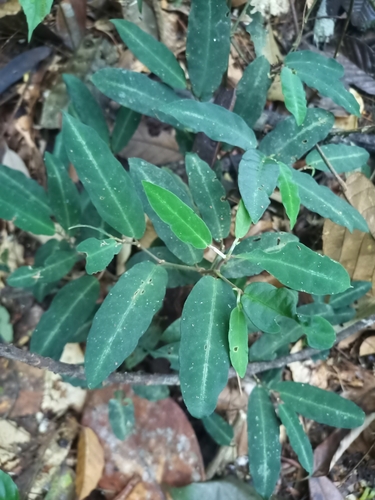 Piper consanguineum, photograph 4